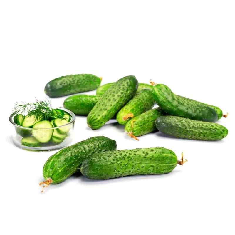 Cucumber Apte ŚREMSKI F1 on Tape 60 seeds, 6 m strip — early pickling variety
