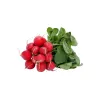 Seeds Apte Rzodkiewka CARMEN — Polish radish variety for year‑round cultivation