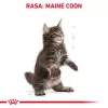 Dry cat food Royal Canin Maine Coon Kitten 2 kg — poultry, protein 36%, fat 23%