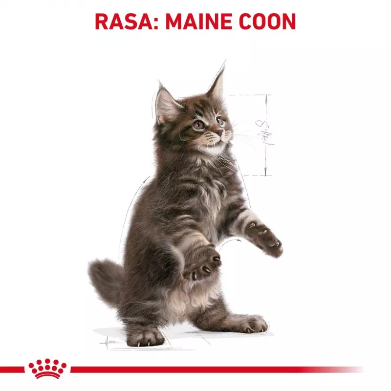 Dry cat food Royal Canin Maine Coon Kitten 2 kg — poultry, protein 36%, fat 23%