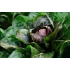 Lettuce Chicory Palla Rossa 3 Toraf Vegetable Seeds, 5g Package