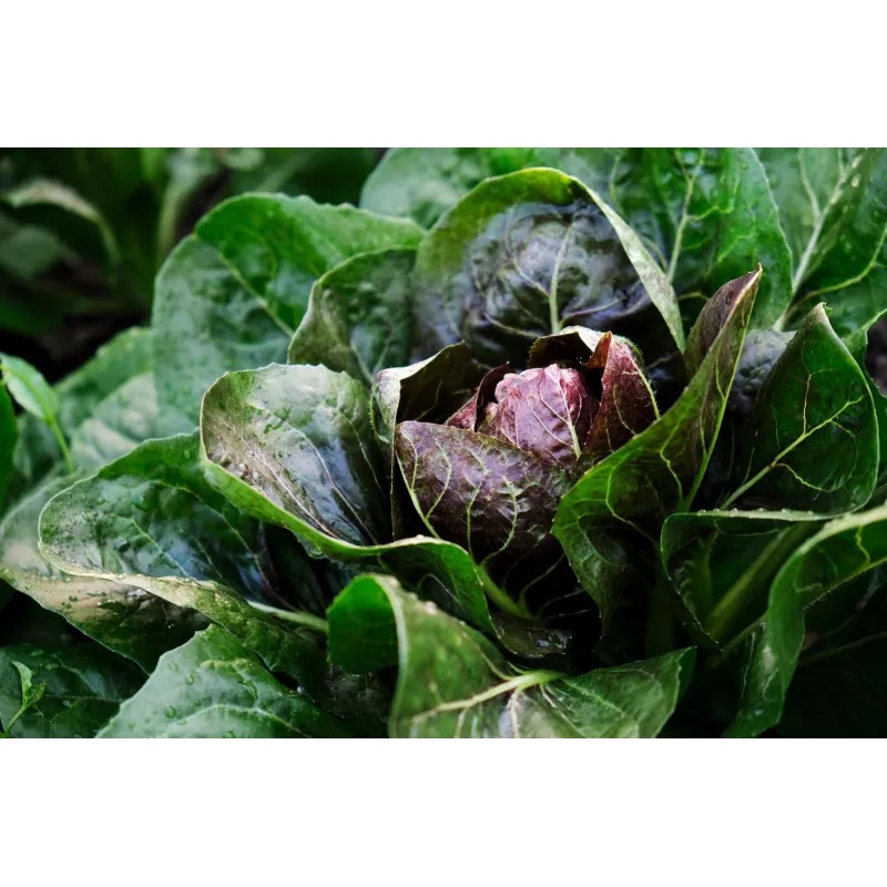 Lettuce Chicory Palla Rossa 3 Toraf Vegetable Seeds, 5g Package