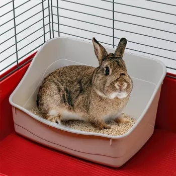 Open corner litter box FERPLAST Rabbit toilet plastic grey 370×270×185 mm for rabbits