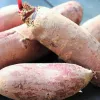 Seed tape — Apte beet (red) Opolski cylindrical, 6 m roll, ready-to-sow