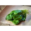 New Zealand Spinach Toraf Vegetable Seeds, 5g Package