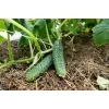 Cucumber Ares F1 Toraf Vegetable Seeds, 5g Pack