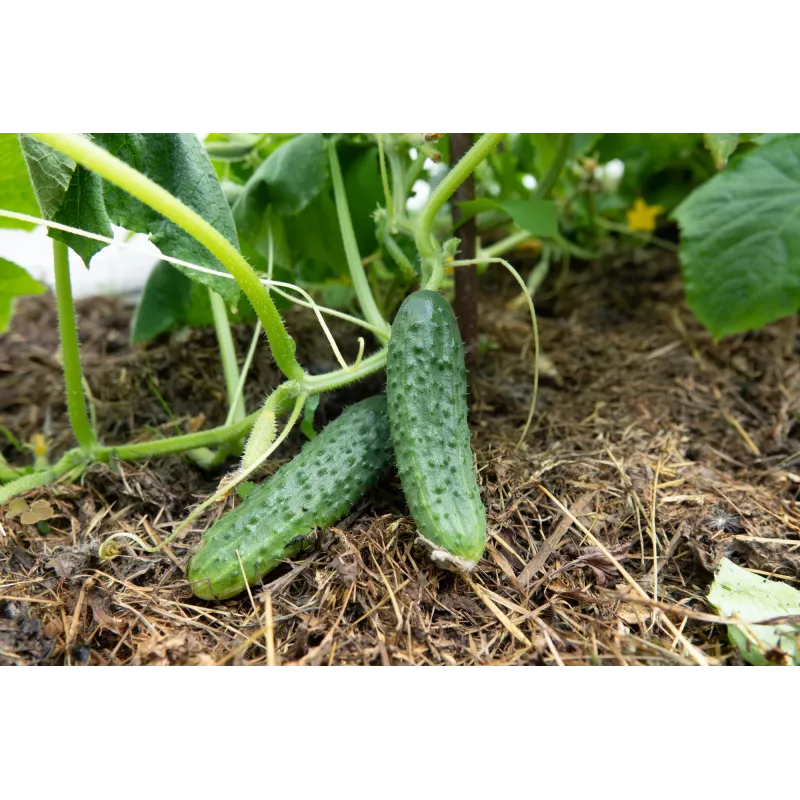 Cucumber Ares F1 Toraf Vegetable Seeds, 5g Pack