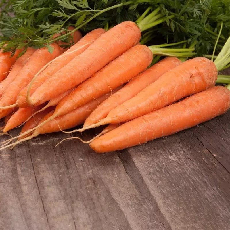 Seed tape Apte Marchew LENKA 6 m — carrot seed strip for sowing