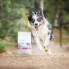 RAW PALEO Ultra Medium&Large Adult Beef - dry dog ​​food - 10 kg