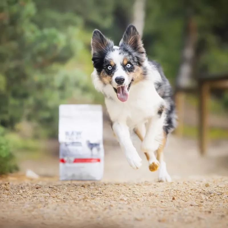 RAW PALEO Ultra Medium&Large Adult Beef - dry dog ​​food - 10 kg