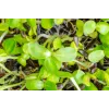 Black Sunflower Seeds PNOS for Sprouting, 20g Pack