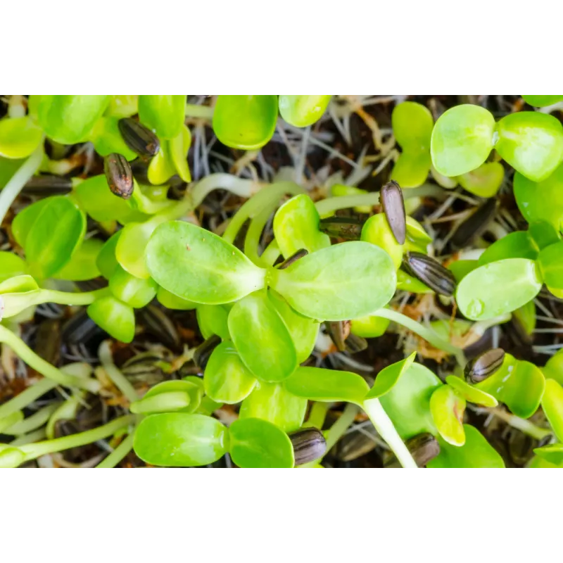 Black Sunflower Seeds PNOS for Sprouting, 20g Pack
