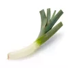Seeds Seklos LT Leek Starozagorski Kamień — vegetable seeds, packet 1 g
