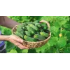 Wisconsin Cucumber SMR 58 Toraf Vegetable Seeds, 5g Pack