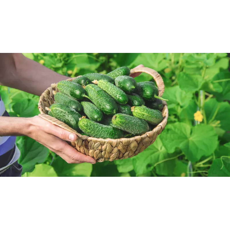 Wisconsin Cucumber SMR 58 Toraf Vegetable Seeds, 5g Pack