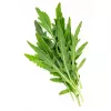 Seeds on Tape — Apte Rukola (Eruca sativa) 6 m for Home and Garden Cultivation
