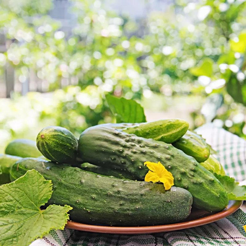 Cucumber Apte ŚREMSKI F1 on Tape 60 seeds, 6 m strip — early pickling variety