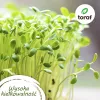 Toraf Tomato Seed Set Eden - 8 Packs
