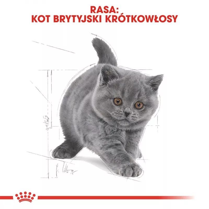 Dry Cat Food Royal Canin British Shorthair Kitten 2 kg – chicken, 38% protein, 20% fat, growth formula