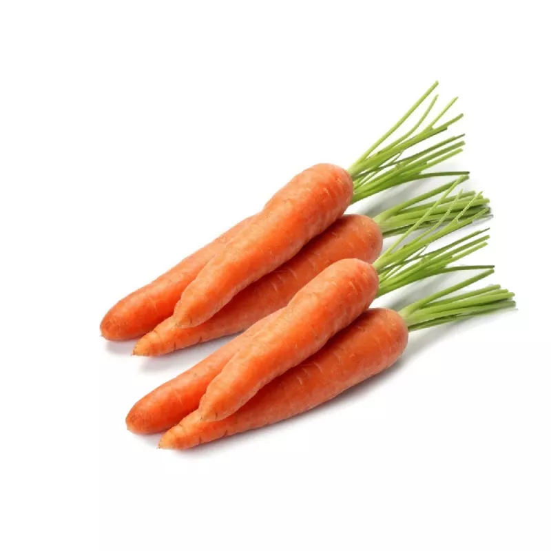 Seed tape Apte Marchew LENKA 6 m — carrot seed strip for sowing