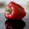 Seed packet Seklos LT Paprika Jolanta 0.5 g – sweet pepper seeds for cultivation
