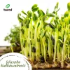 Toraf Vegetable Seed Harmony Set - 12 Packages