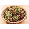 China Rose Radish Seeds for Sprouts, 20g Package