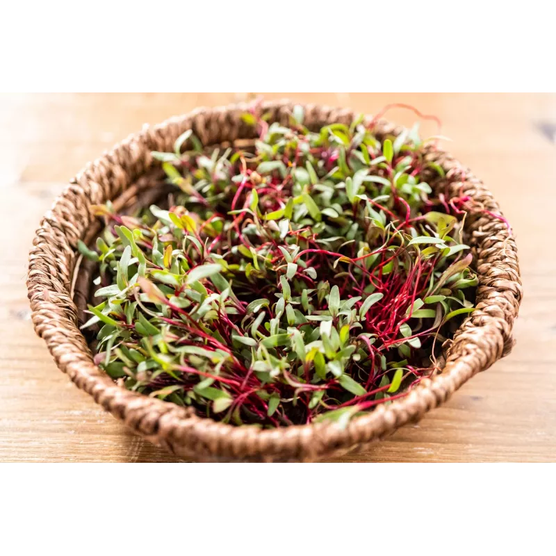 China Rose Radish Seeds for Sprouts, 20g Package