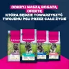 Dry dog food EUKANUBA Mature Small Chicken 3 kg — for adult small-breed dogs