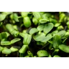 Black Sunflower Seeds PNOS for Sprouting, 20g Pack