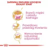 Dry Cat Food Royal Canin British Shorthair Kitten 2 kg – chicken, 38% protein, 20% fat, growth formula