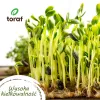 Toraf Summer Flavors Seed Set - 7 Packs