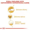 Royal Canin FBN Maine Coon Adult Dry Cat Food, 4 kg