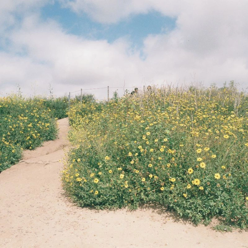 35mm Color Negative Film GT Photo GT24FILM ISO 200, 24 exposures