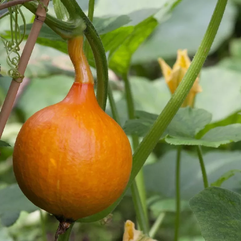 Seeds — Apte Dynia Olbrzymia Dolores (giant pumpkin) seeds, packet 5 g
