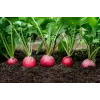 Opolanka Radish Toraf Vegetable Seeds, 10g Pack