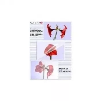 Laminator Pouch Olympia 1x50 DIN A3 125 micron