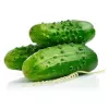 Cucumber Apte ŚREMSKI F1 on Tape 60 seeds, 6 m strip — early pickling variety