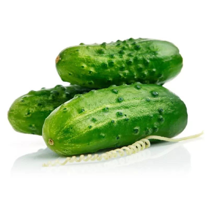 Cucumber Apte ŚREMSKI F1 on Tape 60 seeds, 6 m strip — early pickling variety