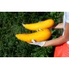 Golden Zucchini Toraf Vegetable Seeds, 5g Package