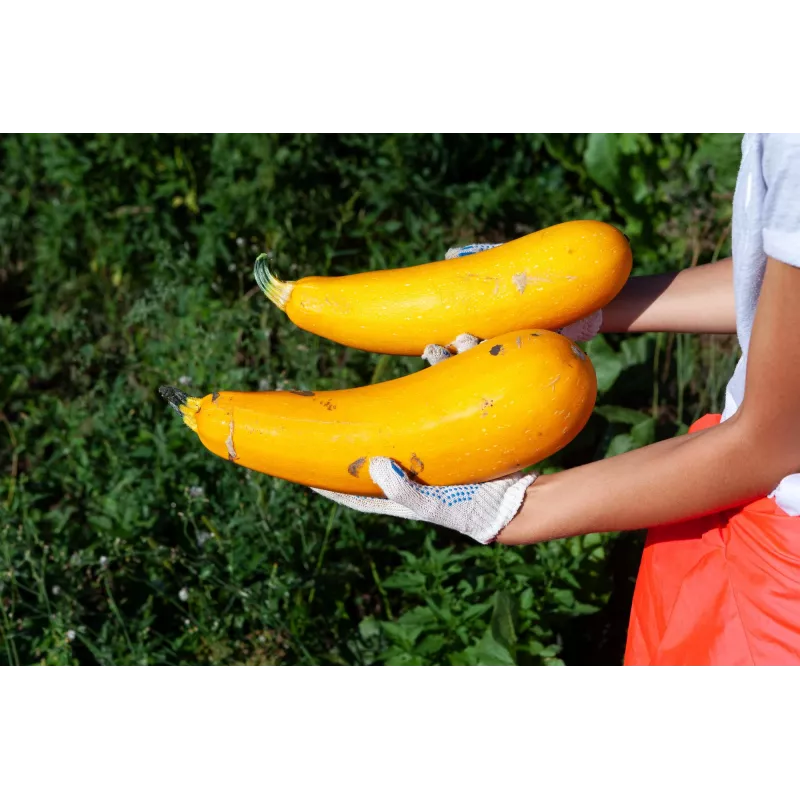 Golden Zucchini Toraf Vegetable Seeds, 5g Package