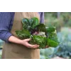 Lettuce Chicory Palla Rossa 3 Toraf Vegetable Seeds, 5g Package