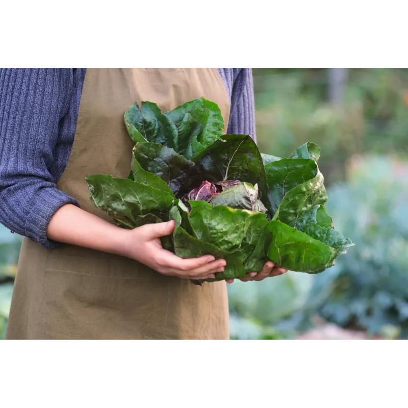 Lettuce Chicory Palla Rossa 3 Toraf Vegetable Seeds, 5g Package