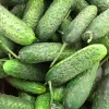 Seed tape Apte Cucumber Reja F1 cucumber 6 m with slow-release fertilizer Platnacote, mid-early variety