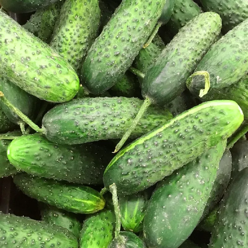 Seed tape Apte Cucumber Reja F1 cucumber 6 m with slow-release fertilizer Platnacote, mid-early variety