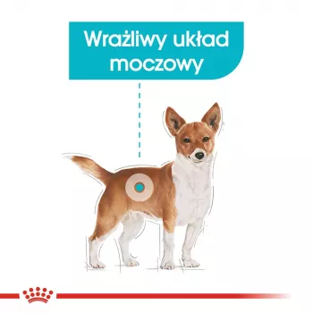 Dry dog food Royal Canin Mini Urinary Care 3 kg — small breeds, poultry, 27% protein, 16% fat