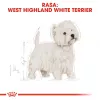 Royal Canin BHN West Highland White Terrier Adult - dry food for adult dogs - 3kg
