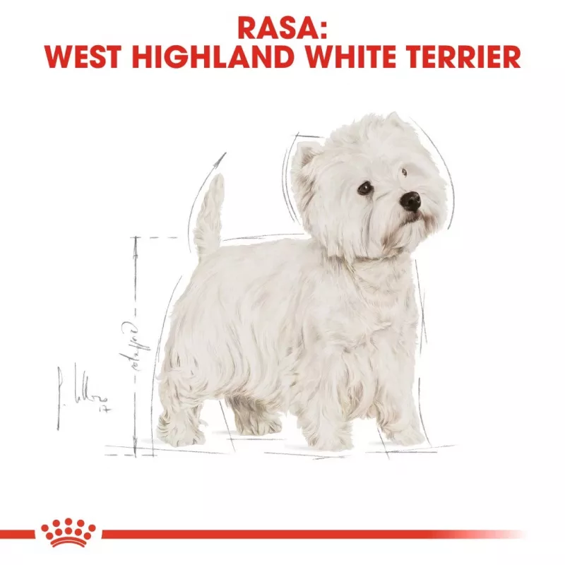 Royal Canin BHN West Highland White Terrier Adult - dry food for adult dogs - 3kg