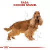 Royal Canin Cocker Adult Dry Dog Food 12 kg