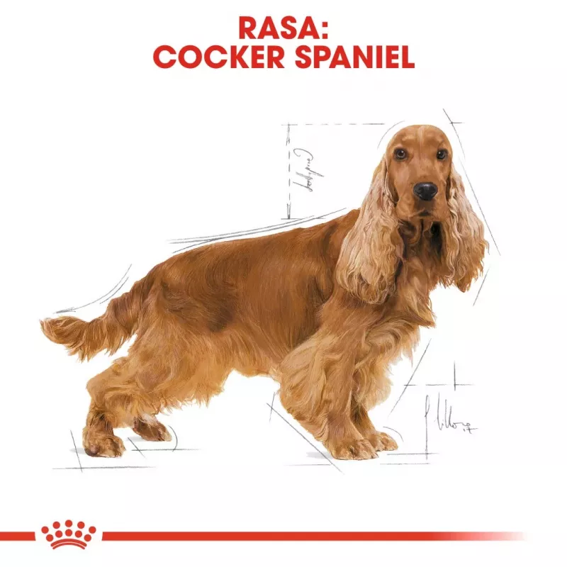 Royal Canin Cocker Adult Dry Dog Food 12 kg